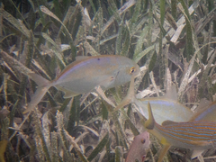 Caranx