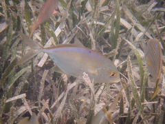 Caranx
