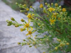 Dittrichia viscosa