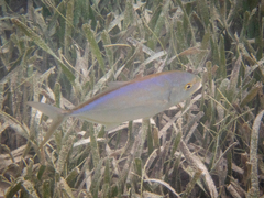 Caranx