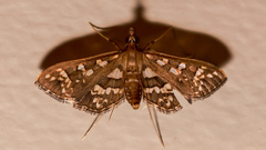 Ischnurges illustralis