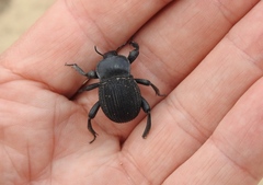 Gonopus