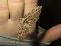 Neoalcis californiaria