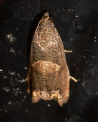 Epiblema strenuana