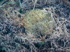 Stichodactyla helianthus