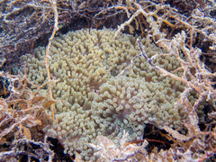 Stichodactyla helianthus