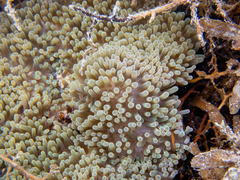 Stichodactyla helianthus