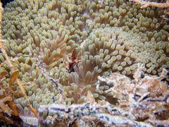 Stichodactyla helianthus