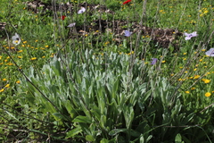 Helichrysum sanguineum