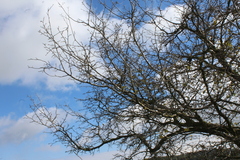 Styrax officinalis