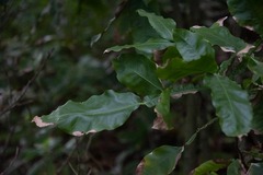 Melicoccus bijugatus