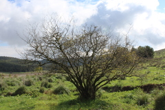 Styrax officinalis