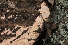 Corticium roseum