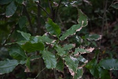 Melicoccus bijugatus