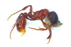 Myrmica ruginodis