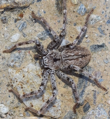 Eusparassus levantinus