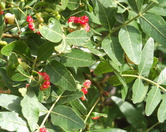 Pistacia terebinthus