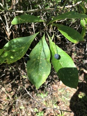 Chionanthus virginicus