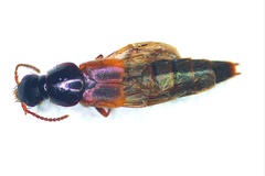 Raphirus