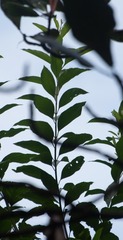 Citharexylum spinosum