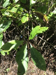 Chionanthus virginicus