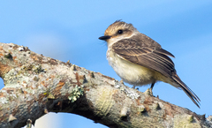 Pyrocephalus rubinus piurae