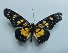 Chlosyne narva