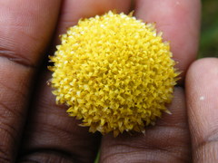 Athanasia grandiceps