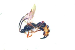 Exallonyx