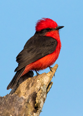 Pyrocephalus rubinus piurae