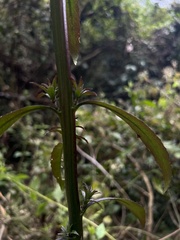 Blumea lanceolaria