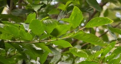 Citharexylum spinosum