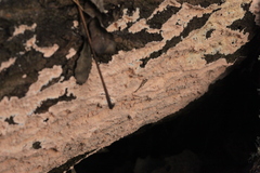 Corticium roseum