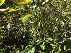 Chionanthus virginicus