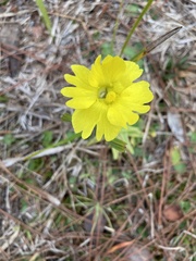Pinguicula lutea