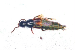 Quedius cinctus
