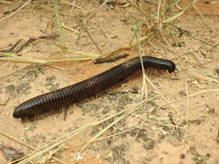 Orthoporus