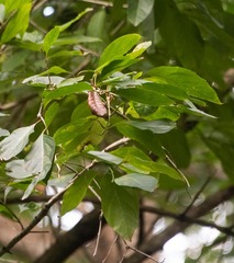Citharexylum spinosum