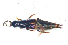 Quedius cinctus