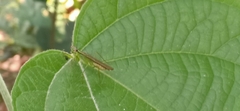 Schizomantodea