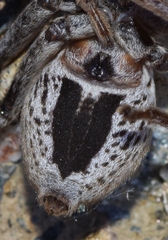 Eusparassus levantinus