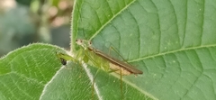 Schizomantodea