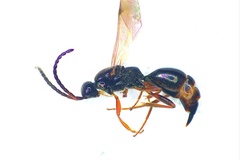 Exallonyx