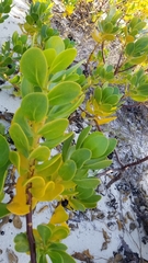 Scaevola plumieri
