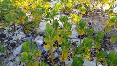 Scaevola plumieri