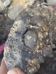 Saccostrea cuccullata