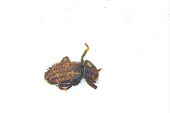 Dichotrachelus