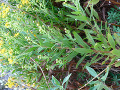 Dittrichia viscosa
