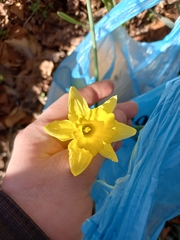 Narcissus pseudonarcissus