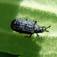 Microrhopala excavata